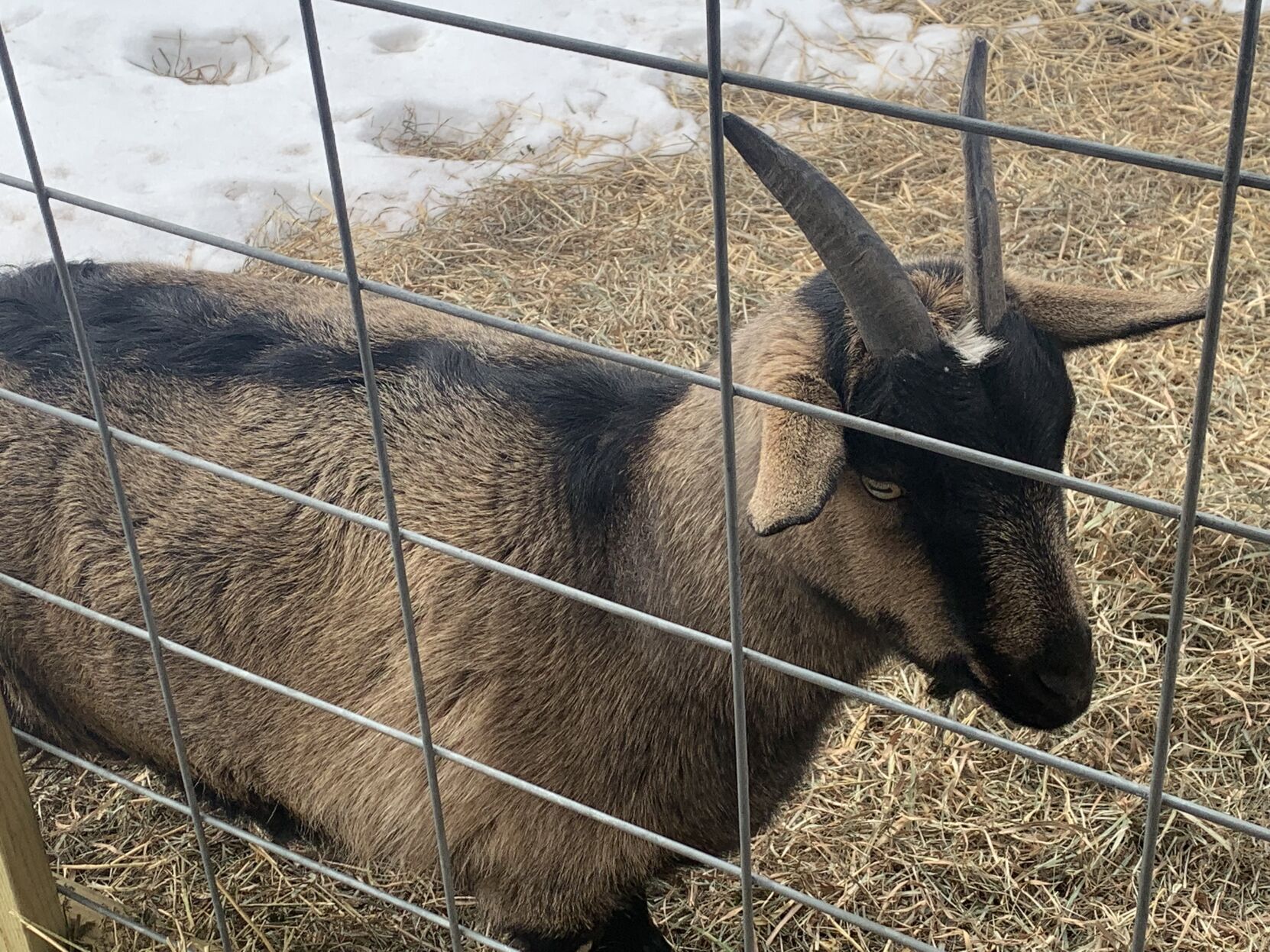 Rox the goat
